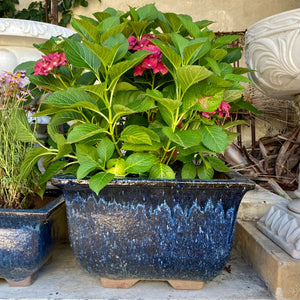 Beautiful Asian Style Terracotta Glazed Planters