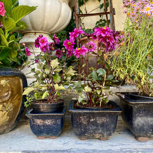 Beautiful Asian Style Terracotta Glazed Planters