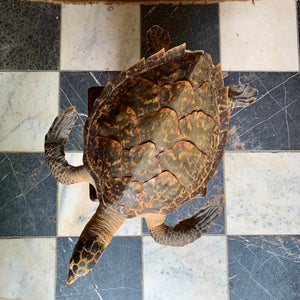 Taxidermy Sea Turtle