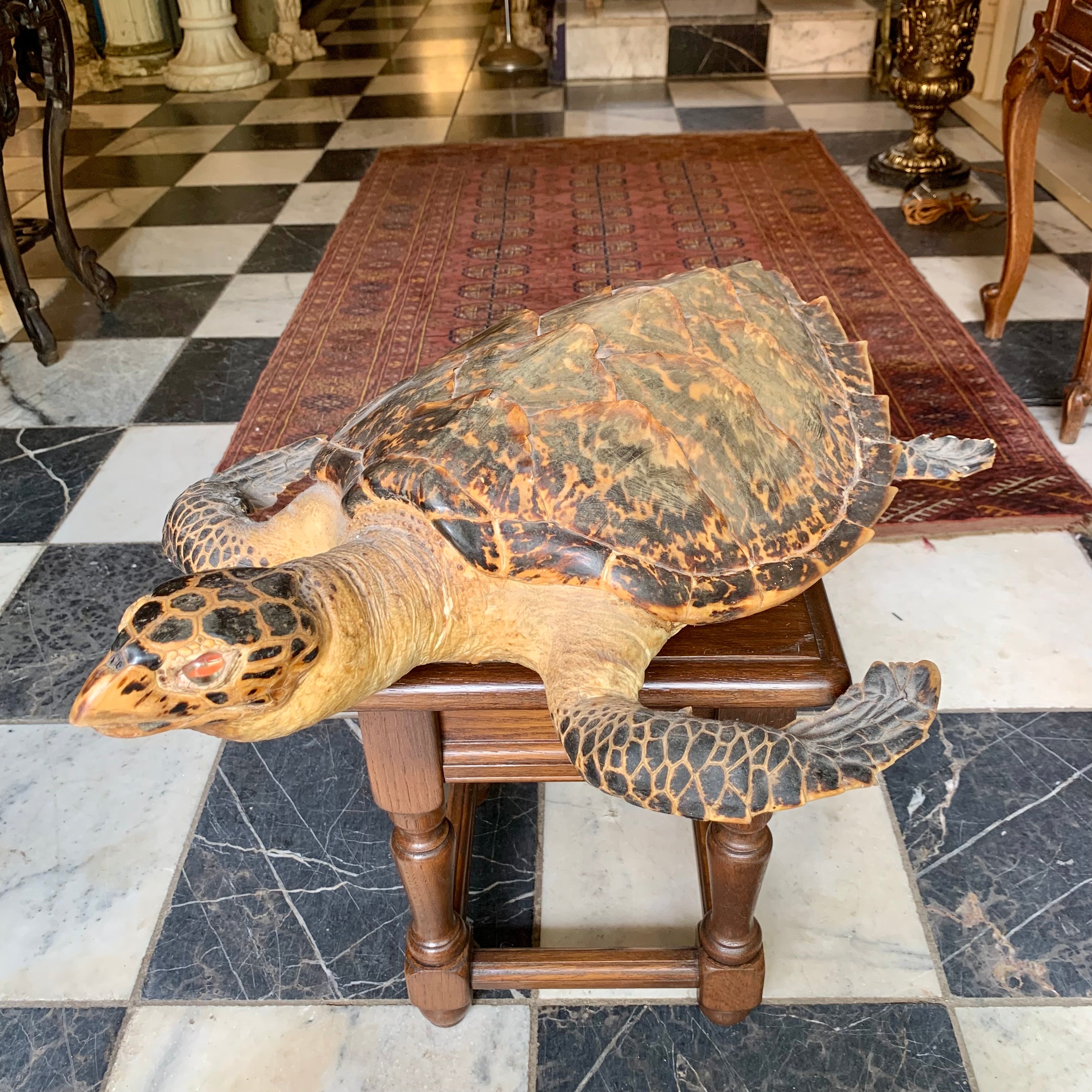 Taxidermy Sea Turtle