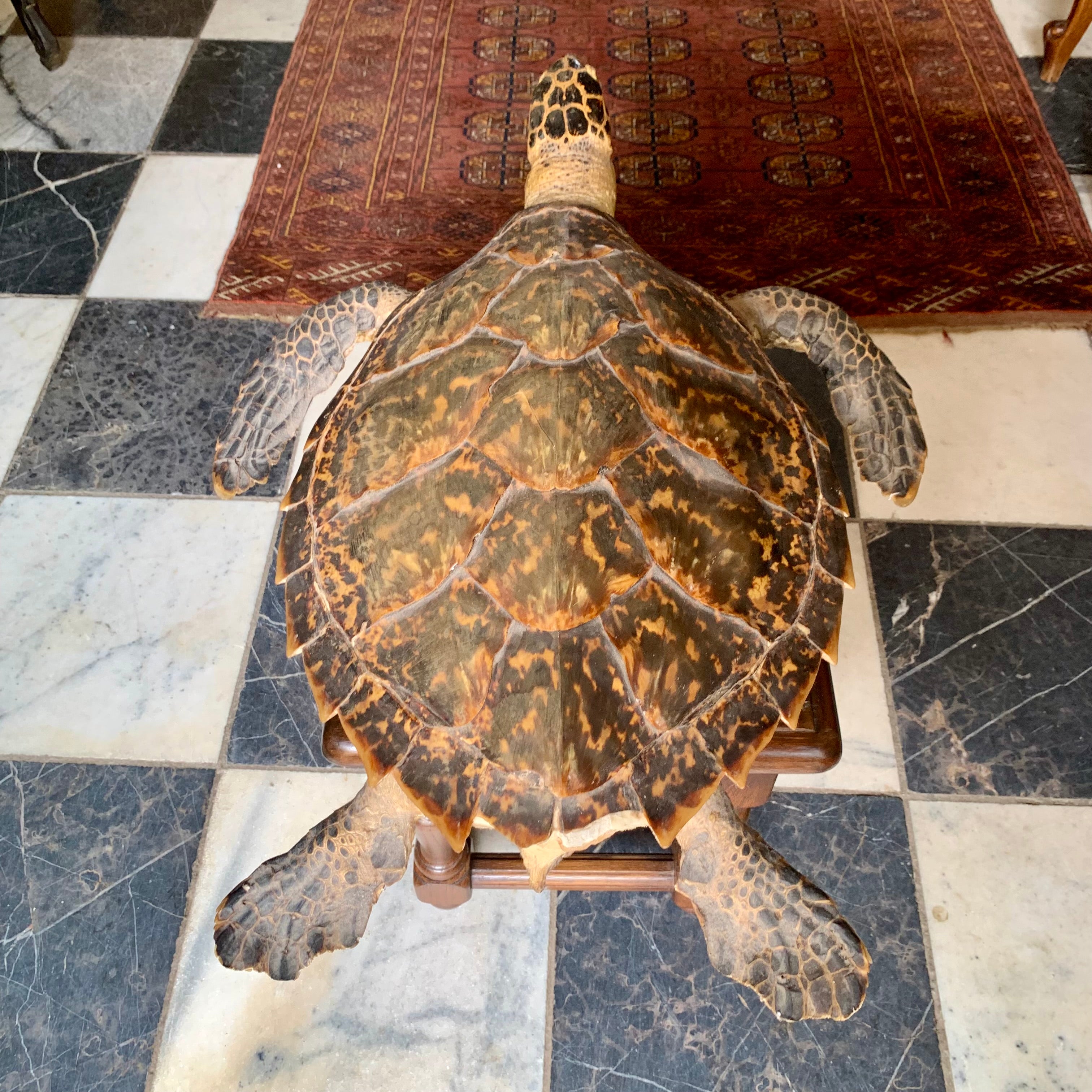 Taxidermy Sea Turtle