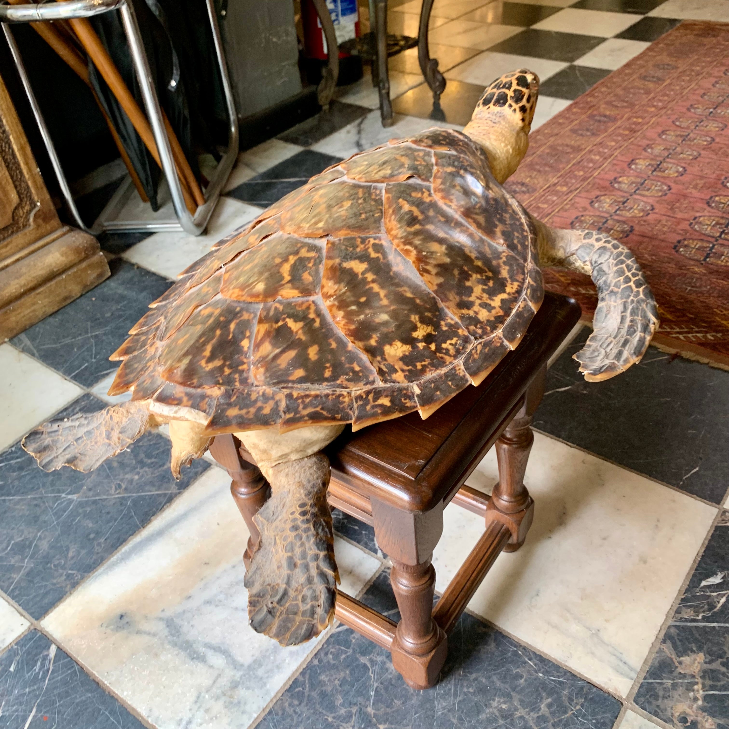 Taxidermy Sea Turtle