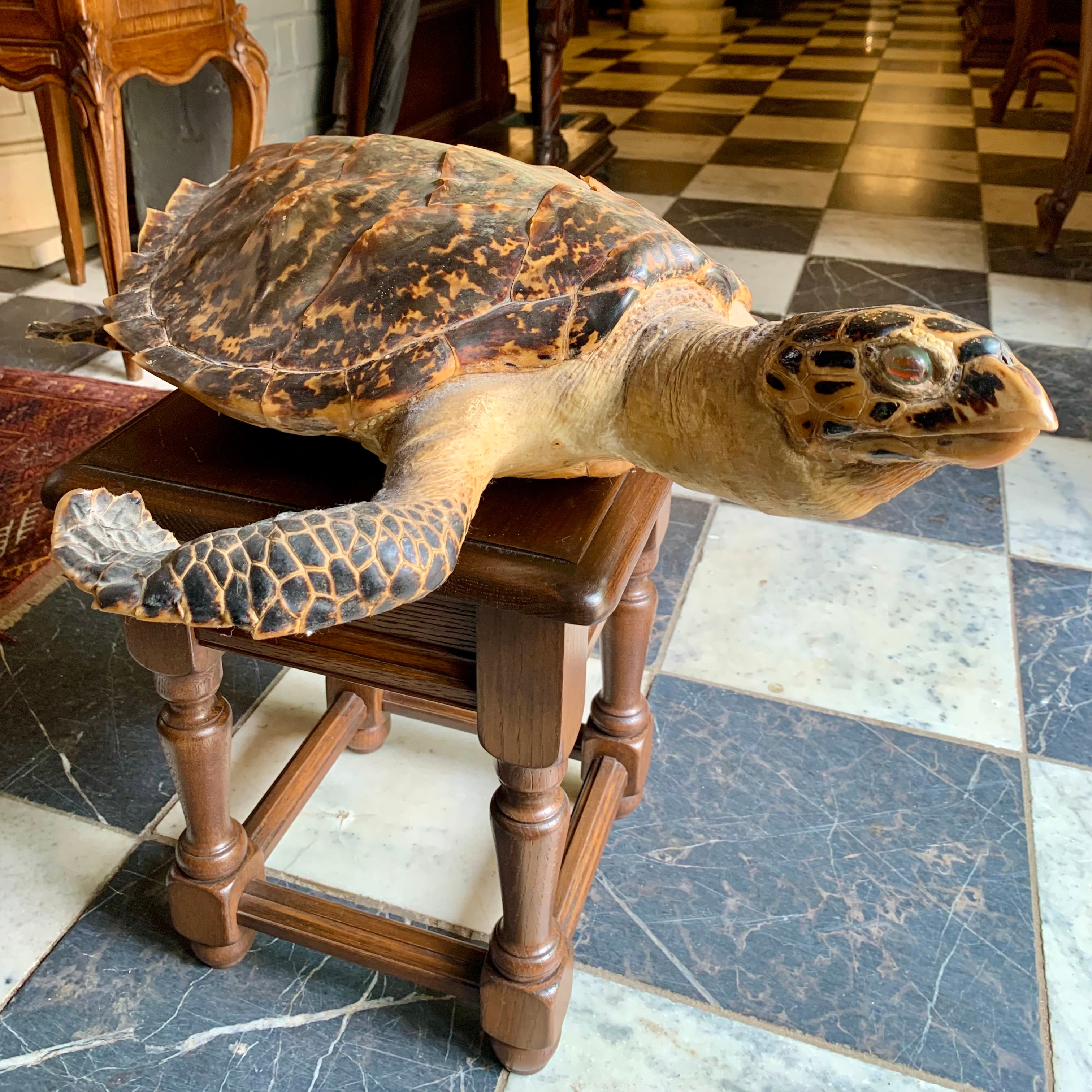 Taxidermy Sea Turtle