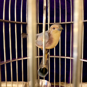 Vintage Polished Brass Bird Cage