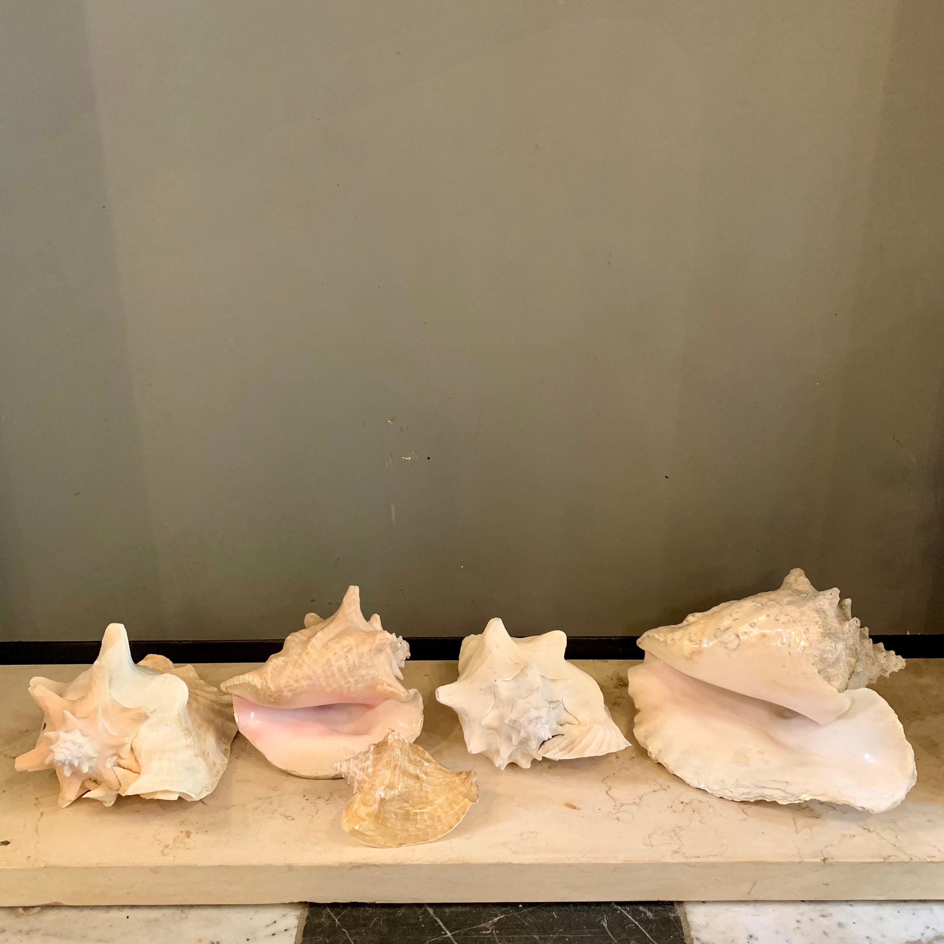 Assorted Decorative Seashells