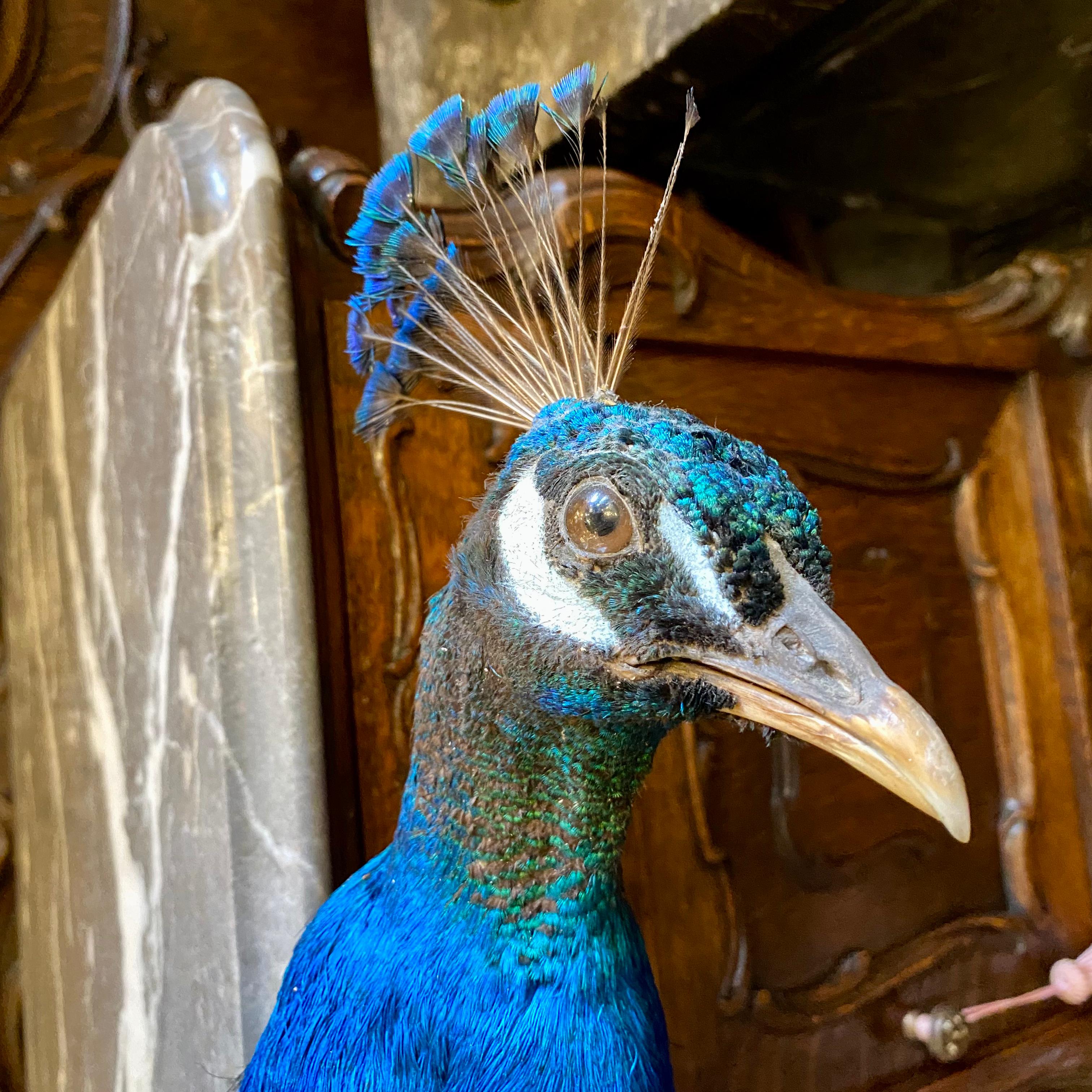 Striking Taxidermy Peacock